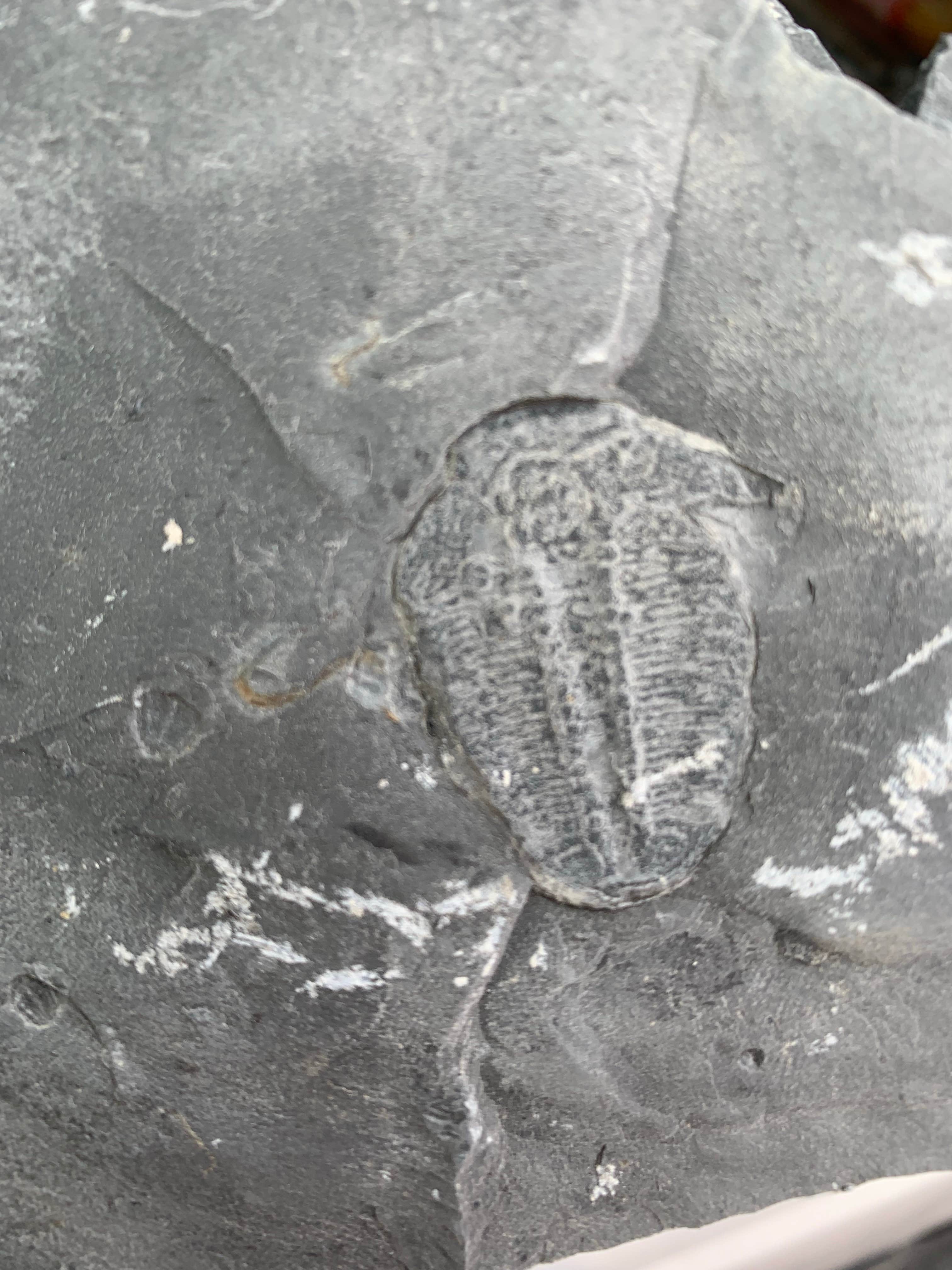 Camper-submitted photo at Antelope Valley RV Park near Delta, UT