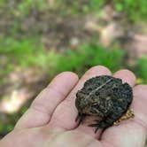 Review photo of Lake Wapello State Park Campground by Molly L., May 20, 2019