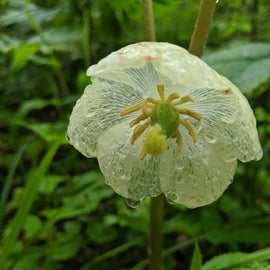 Flower with drops of rain
