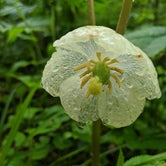 Flower with drops of rain