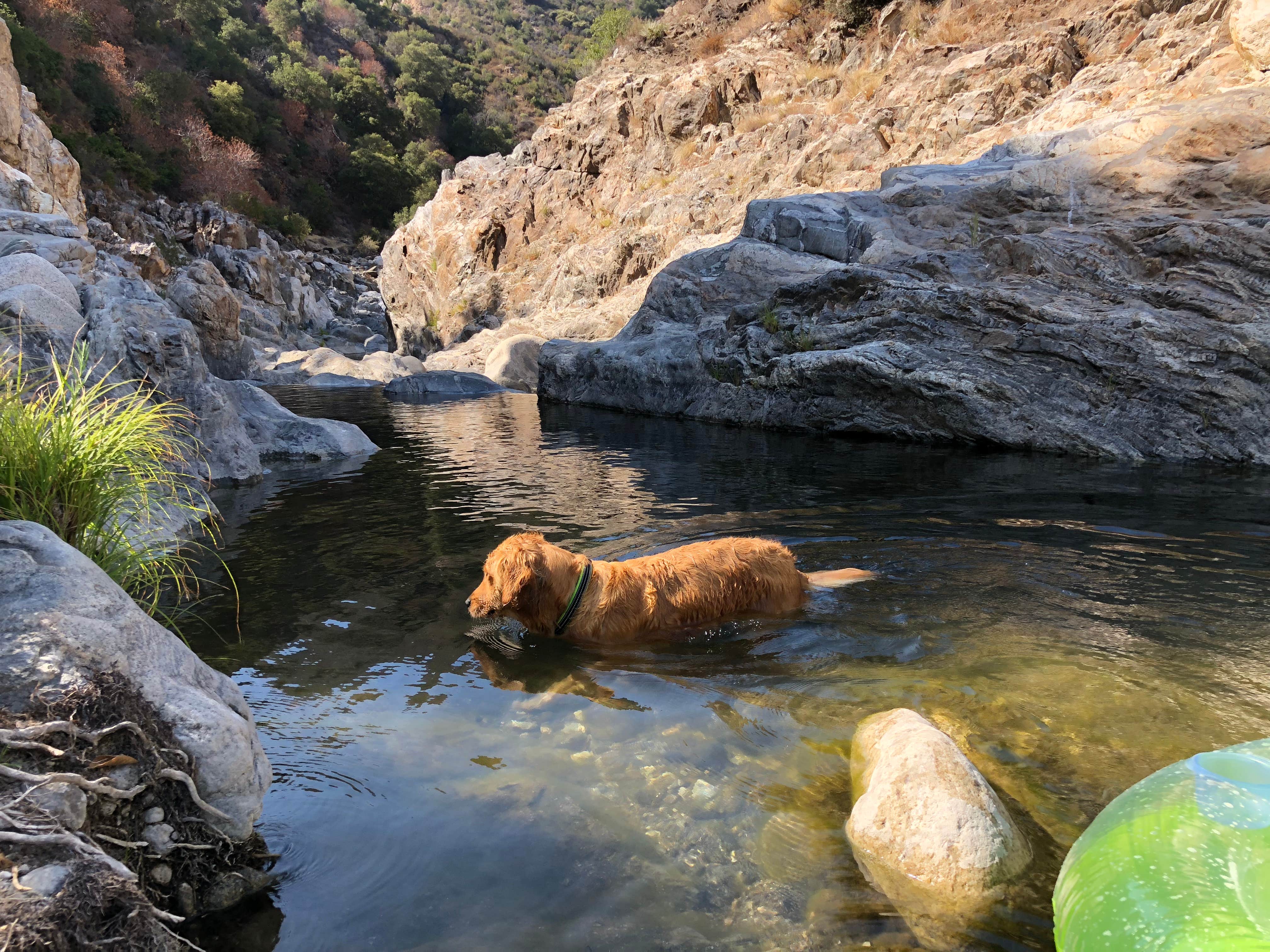 Corrie G.'s photo of camping with pets at Arroyo Seco near Soledad, CA