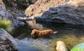 Corrie G.'s photo of camping with pets at Arroyo Seco near Jolon, CA