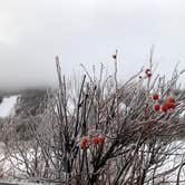 Review photo of Cannon RV Park — Franconia Notch State Park by Corrie G., May 21, 2019