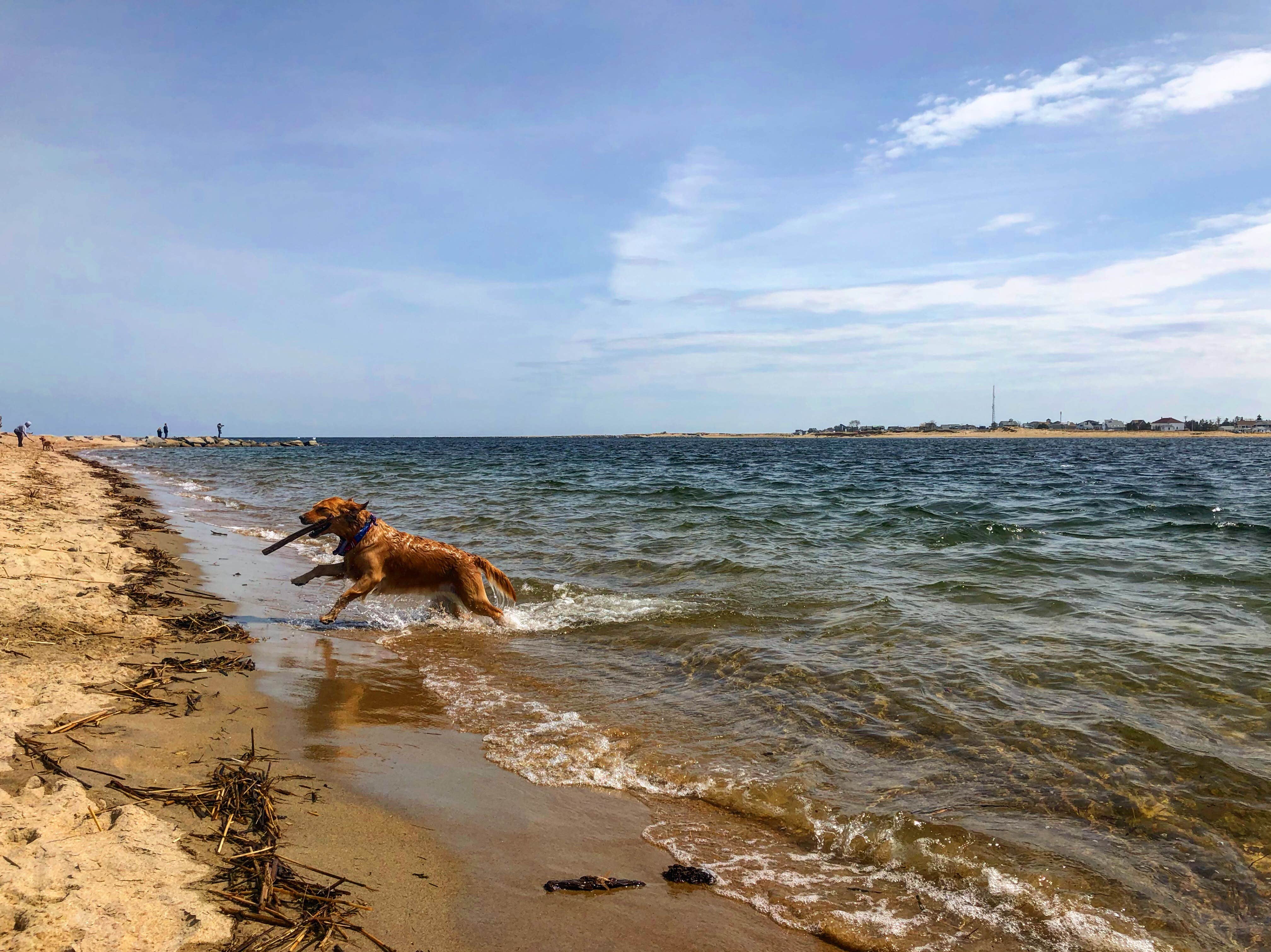 Corrie G.'s photo of camping with pets at Beach Rose RV Park near Methuen Town, MA