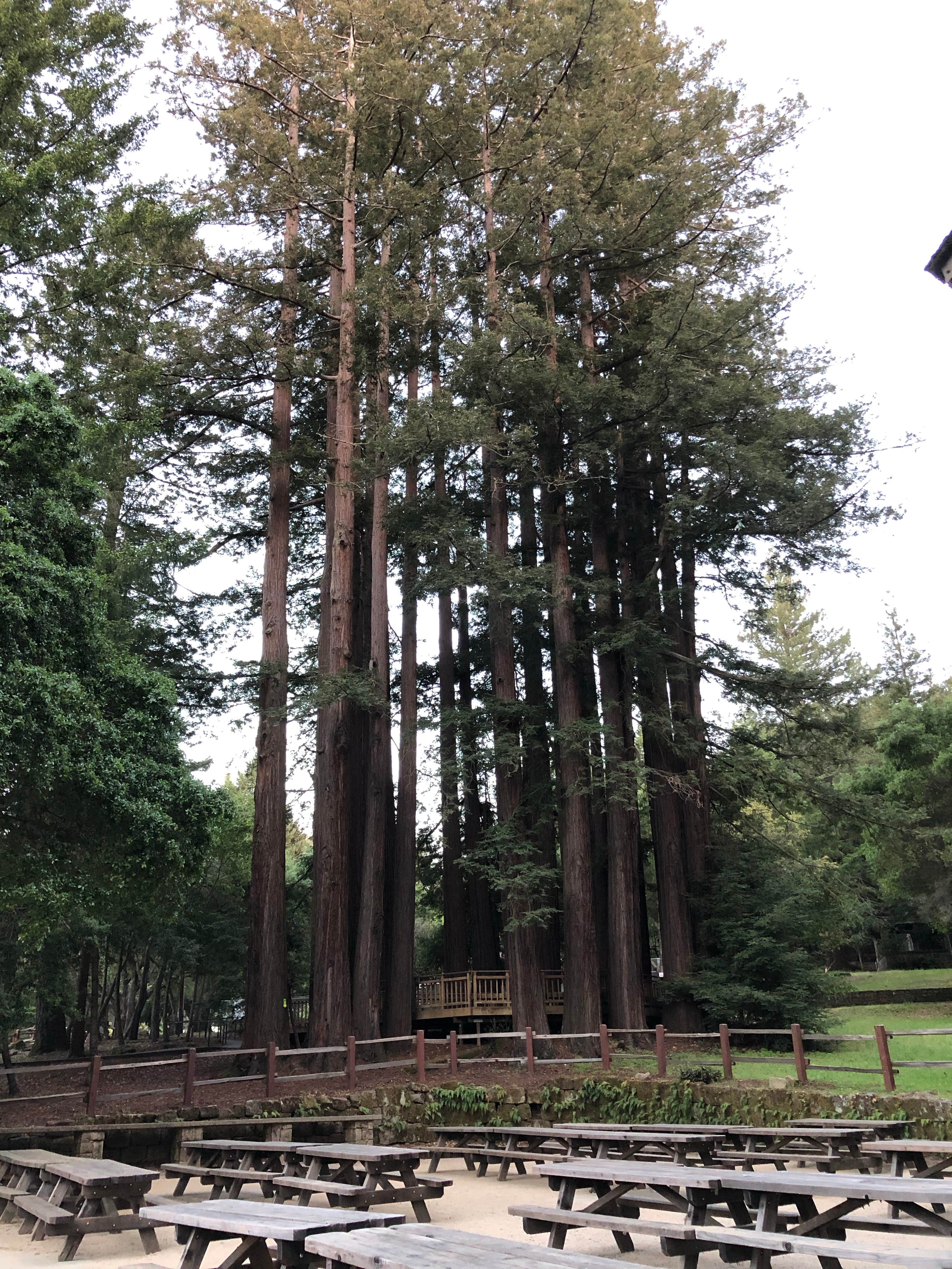 Camper-submitted photo at Sanborn County Park near Soquel, CA