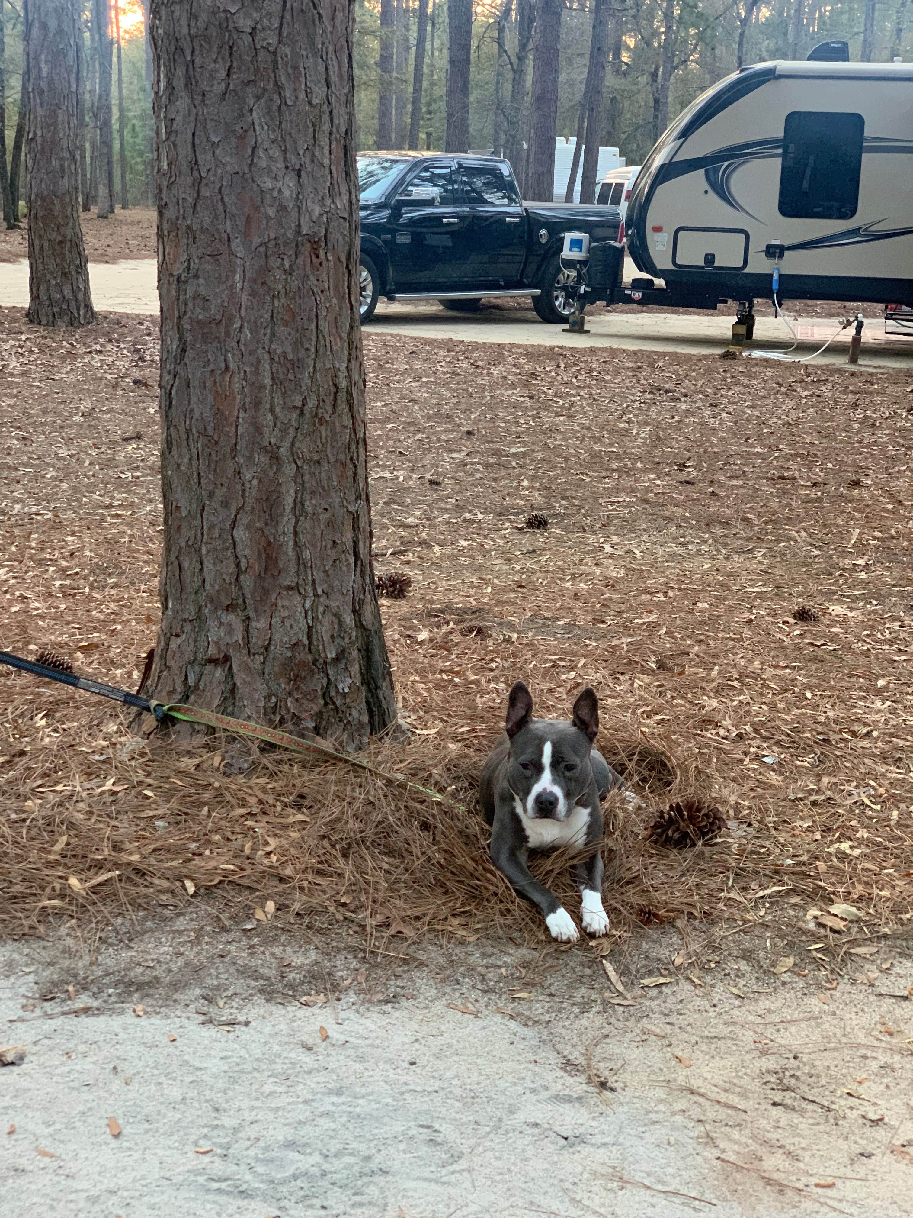 John P.'s photo of camping with pets at Lee State Park Campground near Hartsville, SC