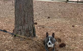John P.'s photo of camping with pets at Lee State Park Campground near Elgin, SC