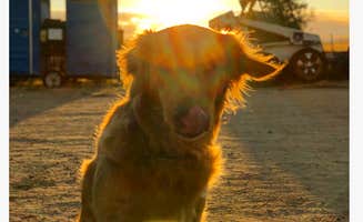Corrie G.'s photo of camping with pets at Franklin Hot Springs near Coalinga, CA