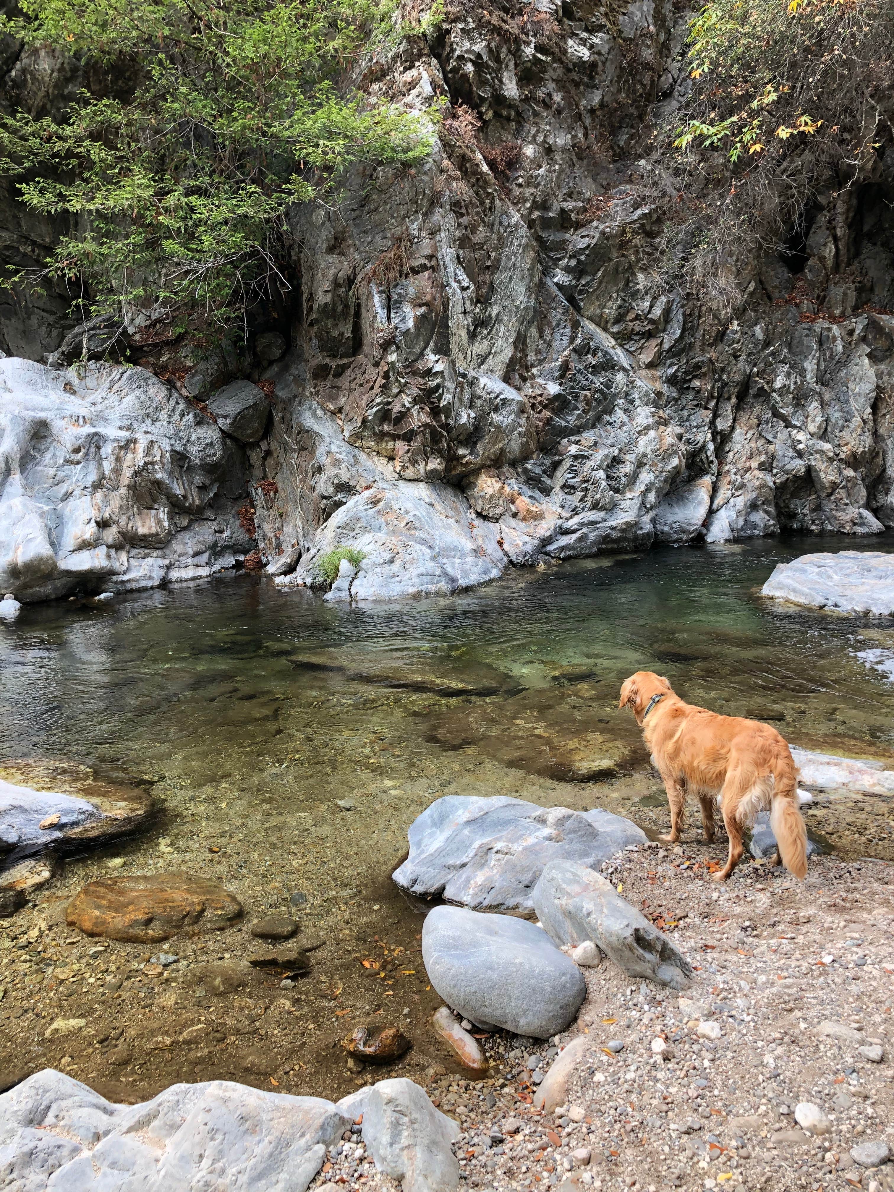 Corrie G.'s photo of camping with pets at Pfeiffer Big Sur State Park Campground near Carmel-by-the-Sea, CA
