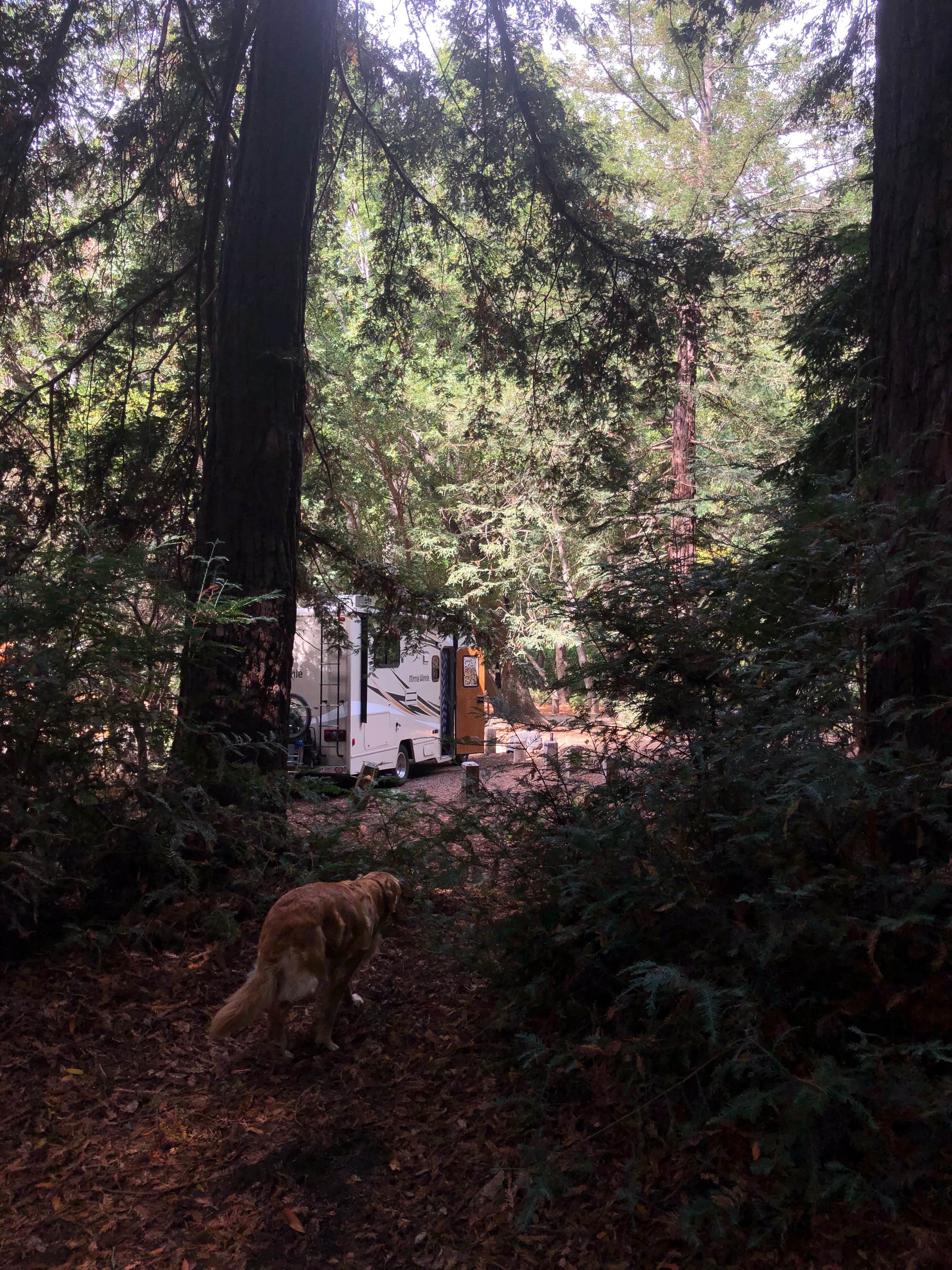 Corrie G.'s photo of camping with pets at Pfeiffer Big Sur State Park Campground near Lucia, CA