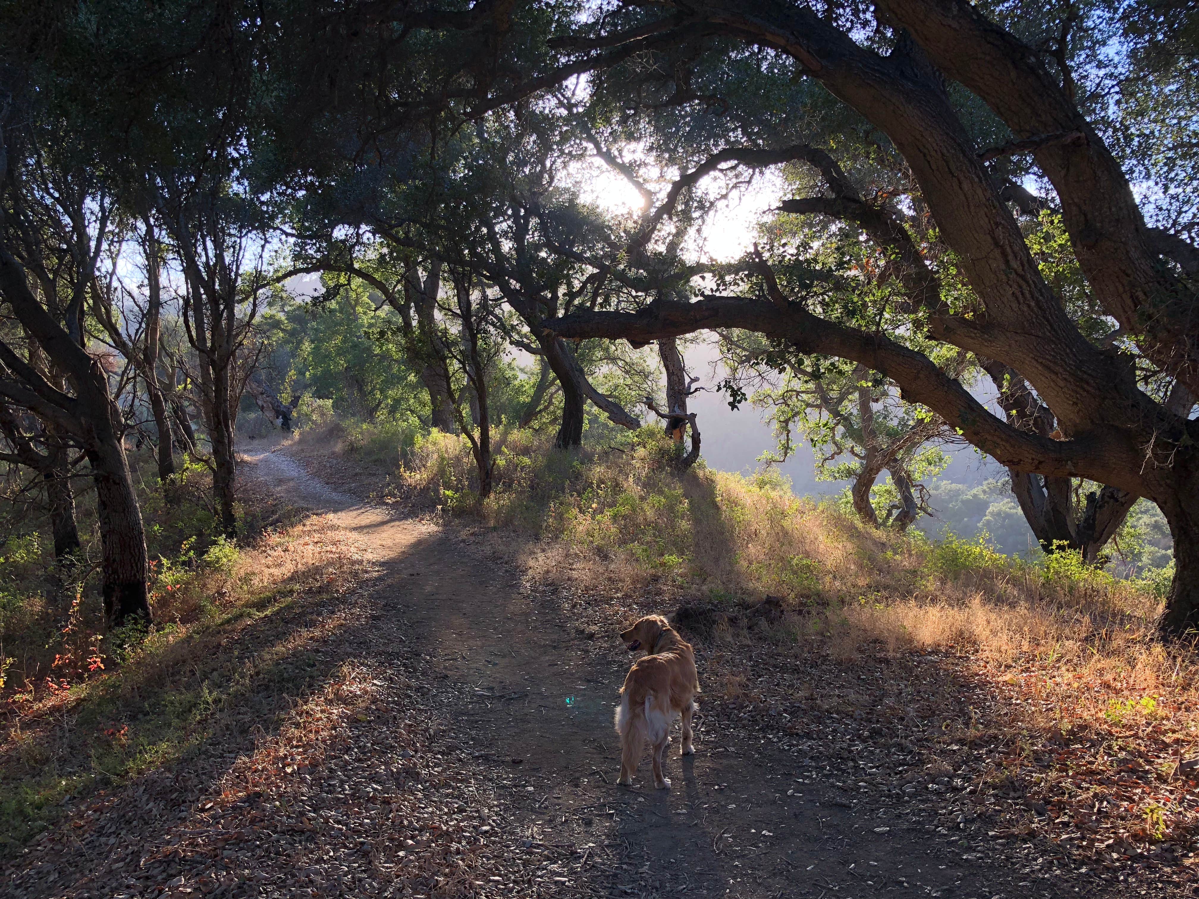 Corrie G.'s photo of camping with pets at Pfeiffer Big Sur State Park Campground near Spreckels, CA
