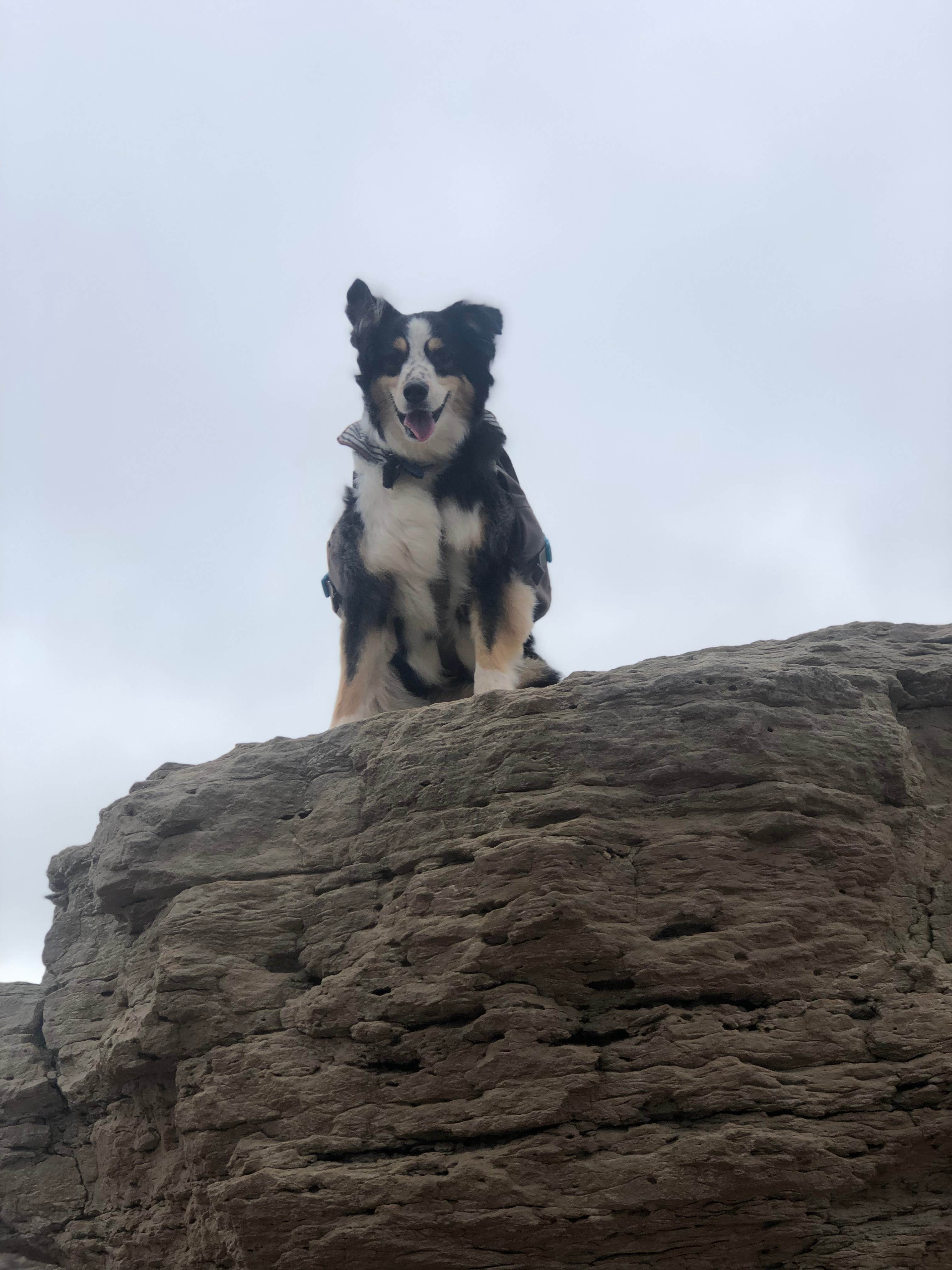 Travis T.'s photo of camping with pets at Juniper Campground — Palo Duro Canyon State Park near McClellan Creek National Grassland