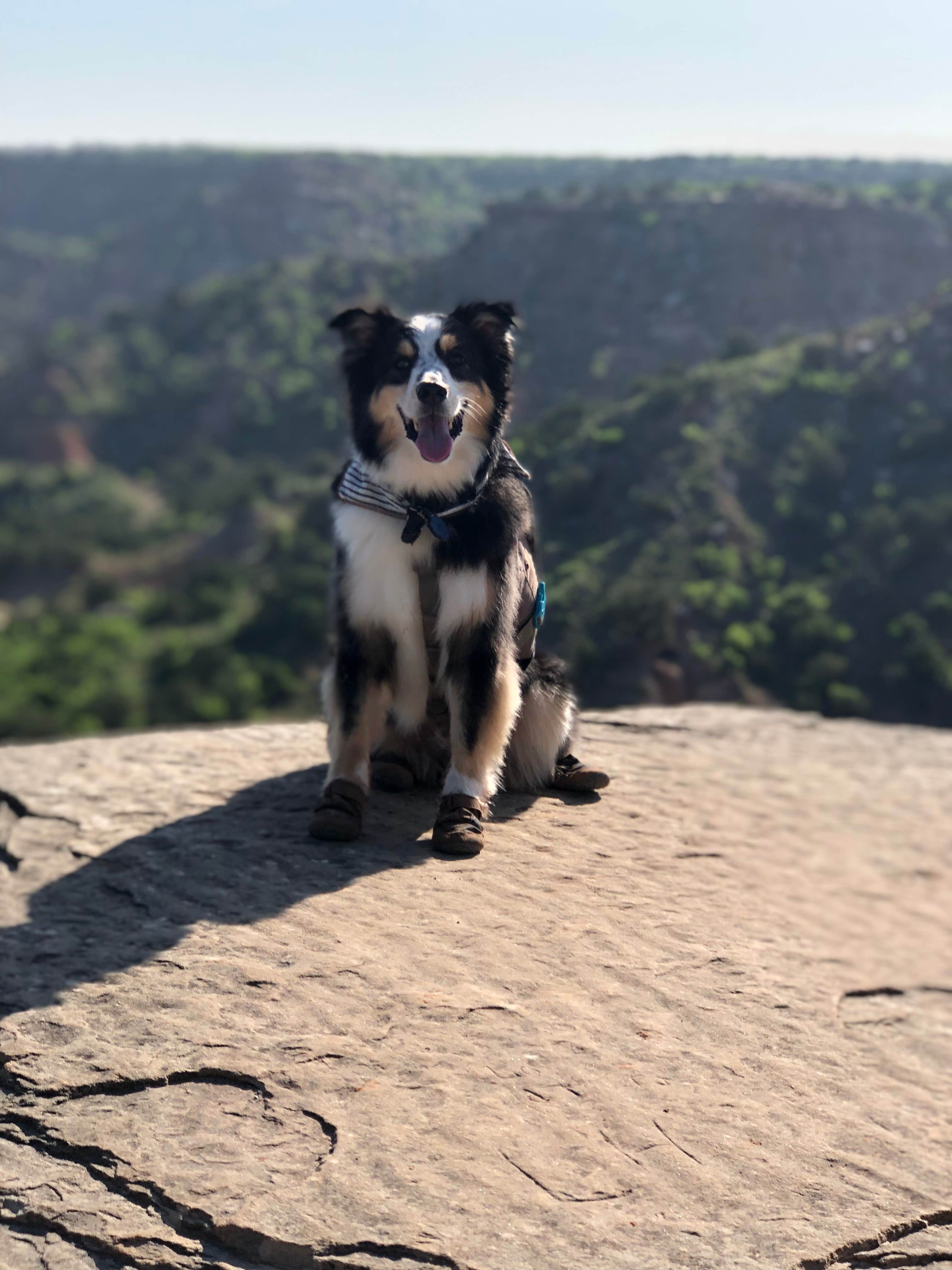 Travis T.'s photo of camping with pets at Juniper Campground — Palo Duro Canyon State Park near Amarillo, TX