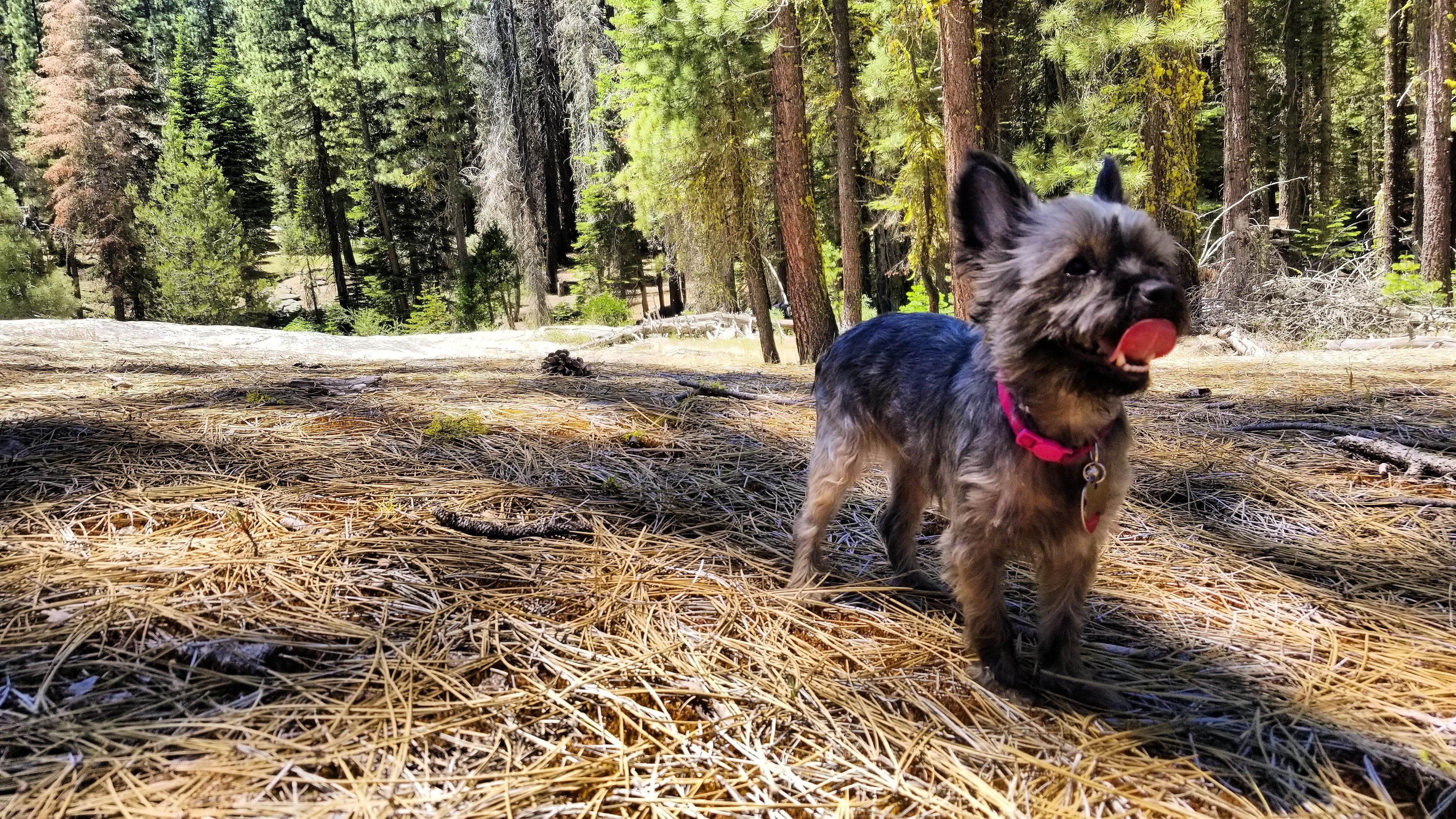 Camper submitted image from Hull Creek Campground - 3