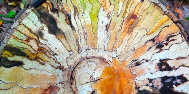 Camper submitted image from Daisy Field Campground — Potawatomi State Park