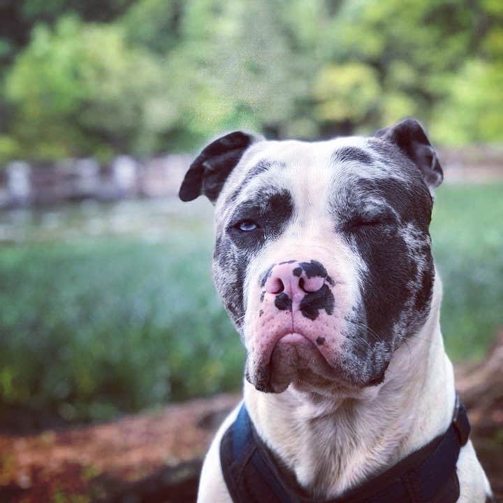 Wesley R.'s photo of camping with pets at Badin Lake Campground near Uwharrie National Forest