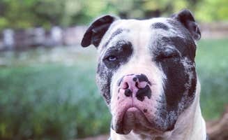 Wesley R.'s photo of camping with pets at Badin Lake Campground near Uwharrie National Forest