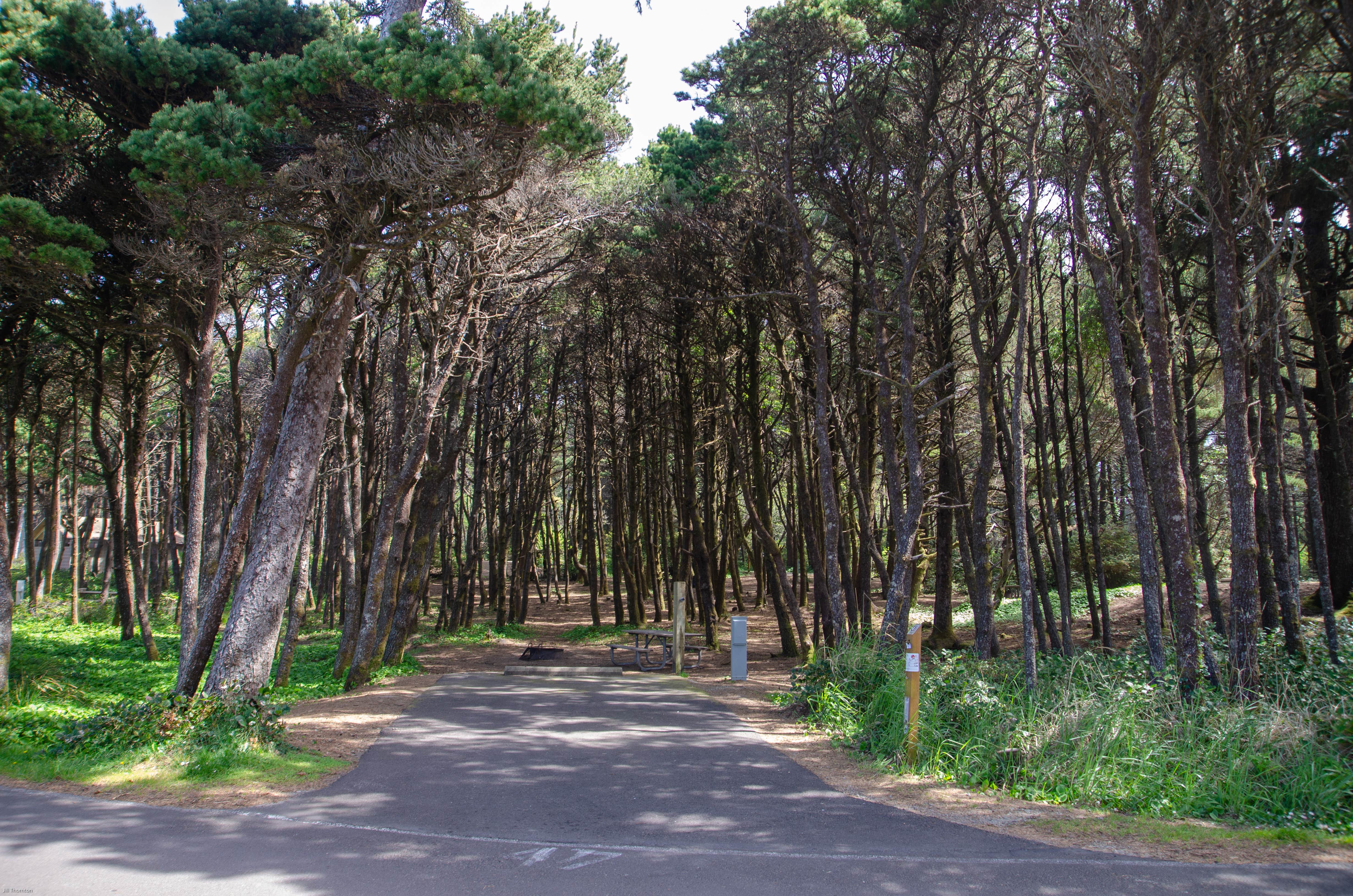 Inland spots are tucked in the trees