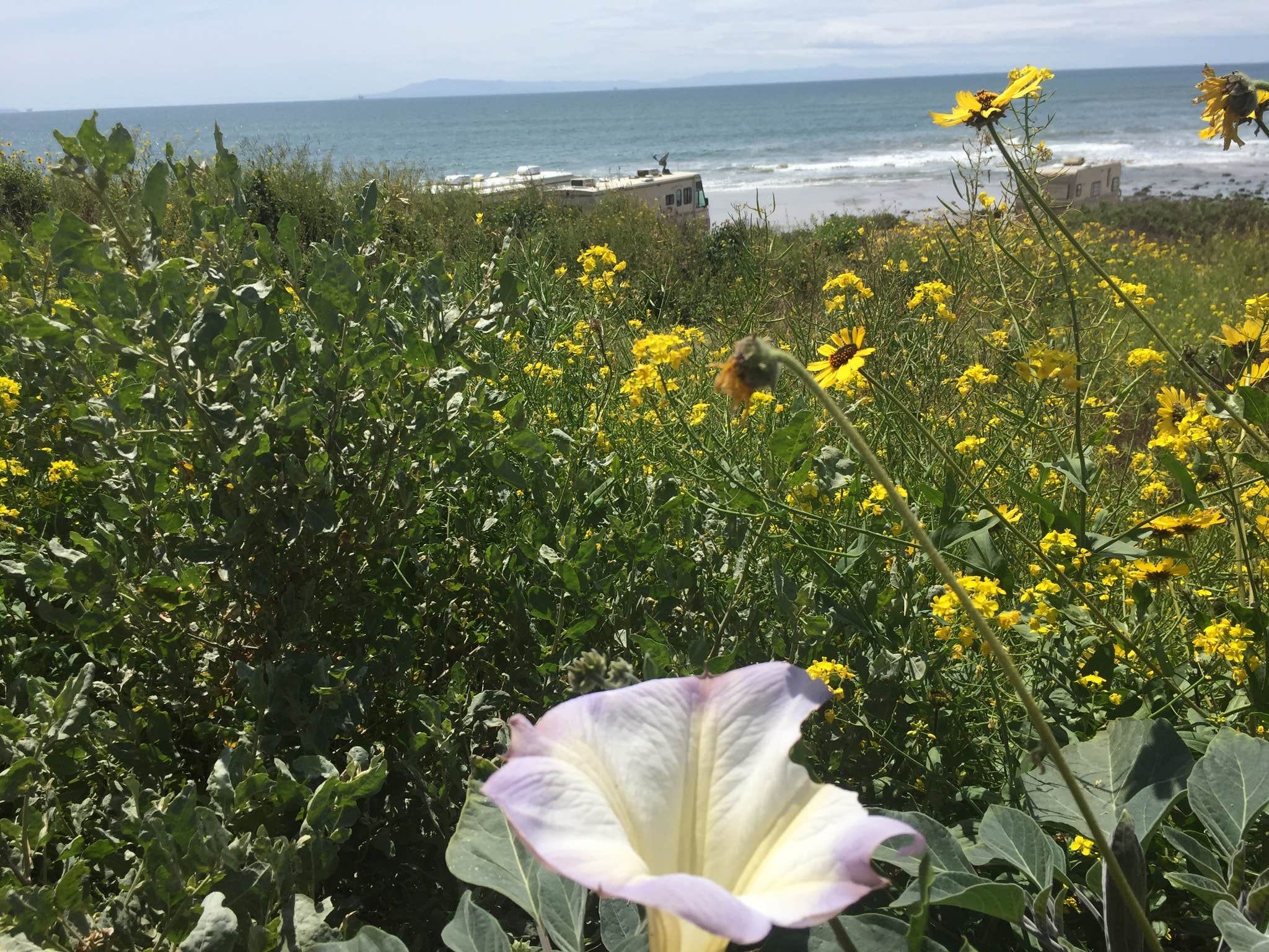 Camper-submitted photo at Emma Wood State Beach near Ventura, CA