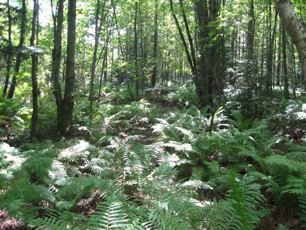 Langlade County Veterans Memorial Park