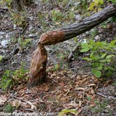 Review photo of Cuivre River State Park Campground by Lynn T., May 22, 2019