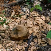 Review photo of Cuivre River State Park Campground by Lynn T., May 22, 2019