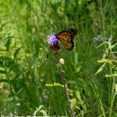 Review photo of Cuivre River State Park Campground by Lynn T., May 22, 2019