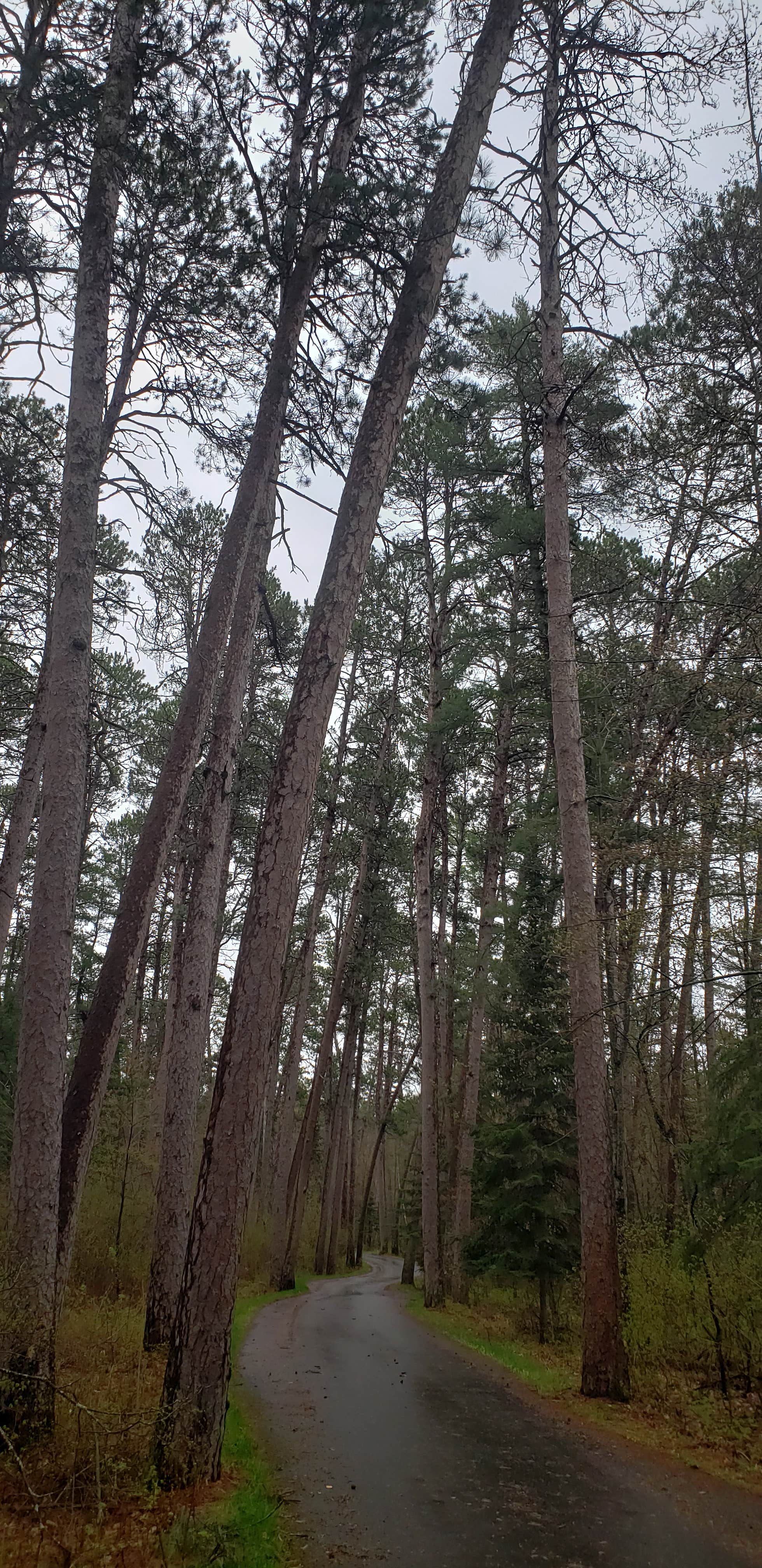 Camper submitted image from Iron Corner Lake Remote Backpacker Site — Itasca State Park - 2