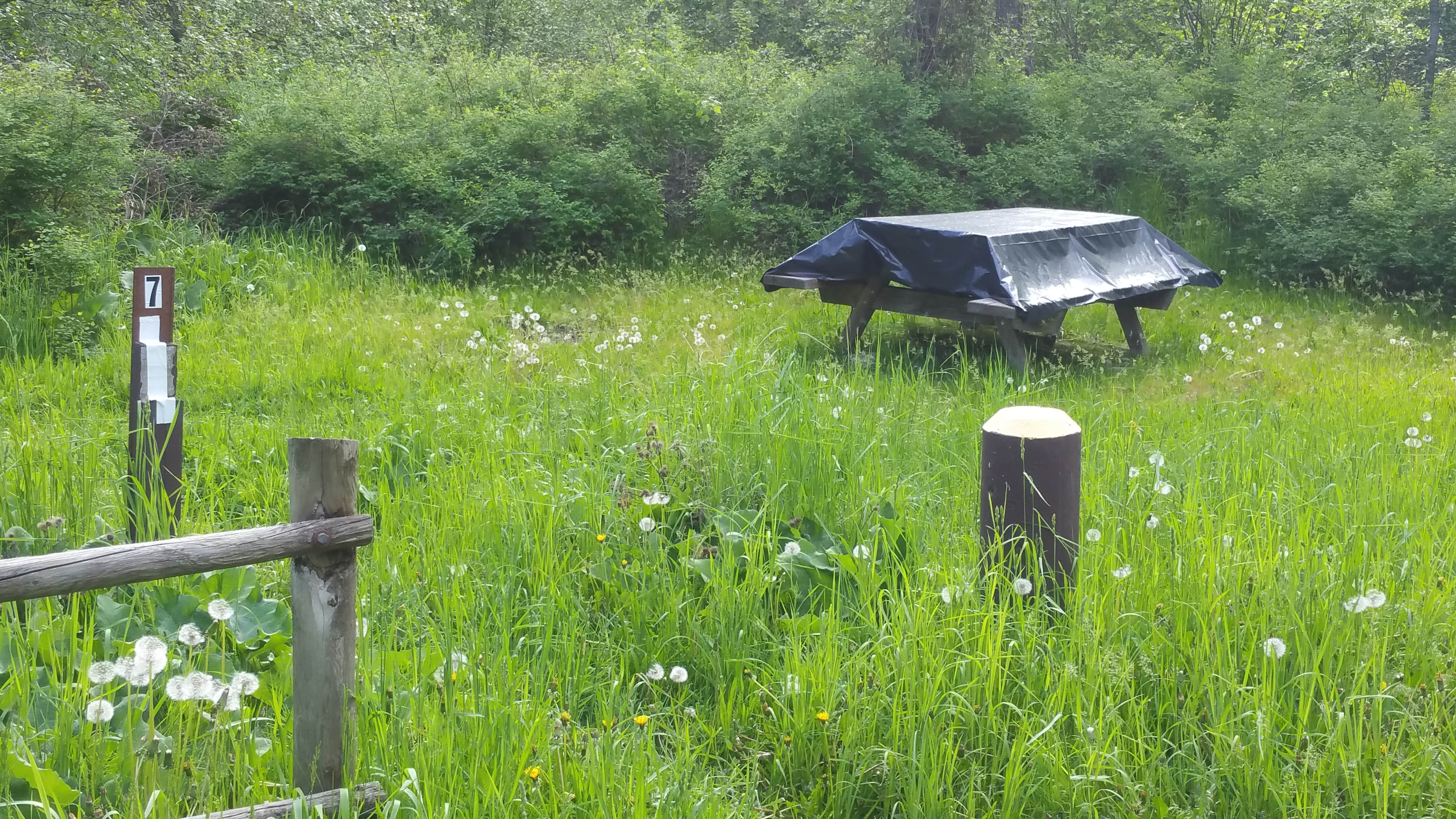 Camper submitted image from Douglas Falls Grange Park Campground - 4