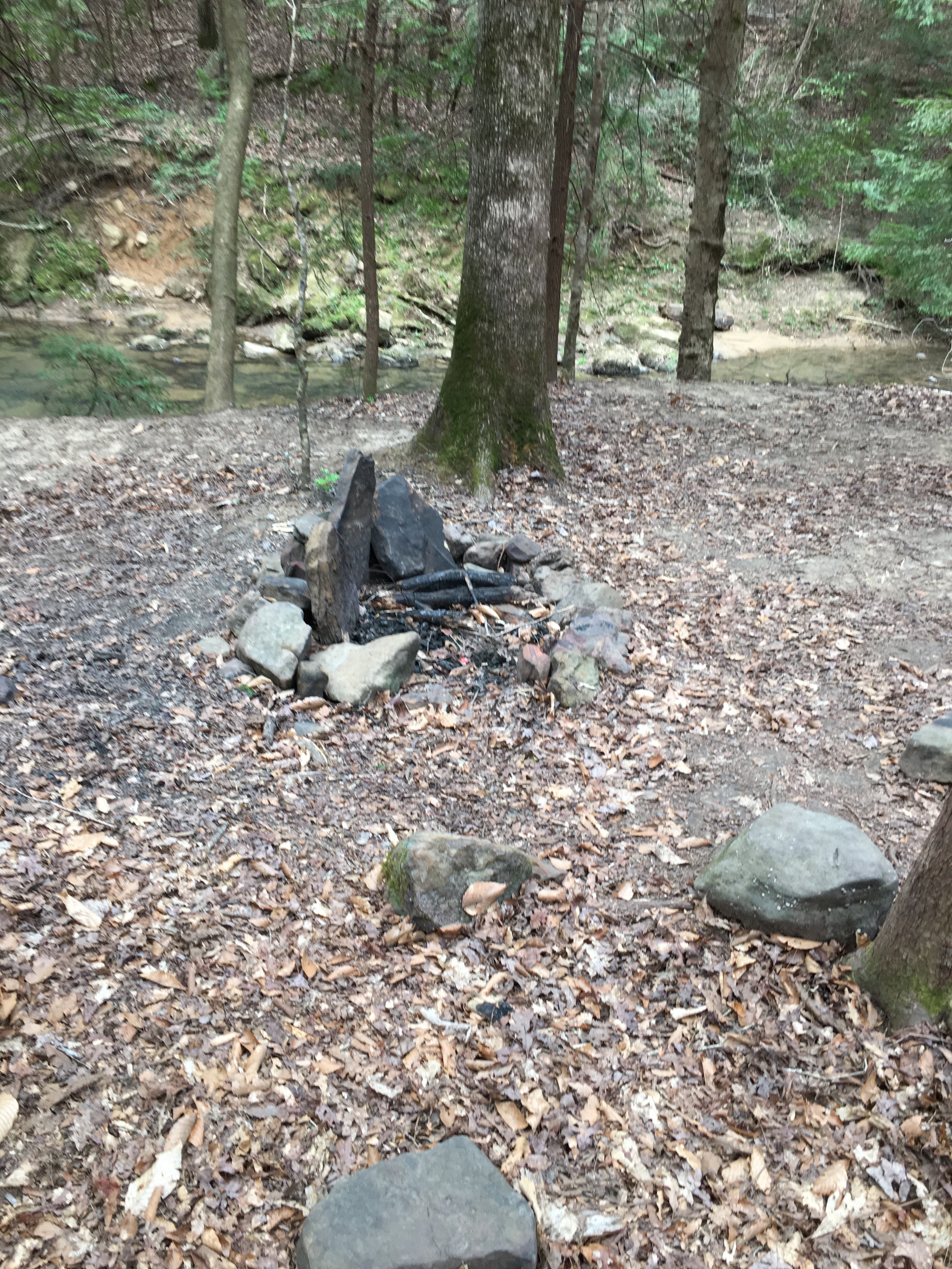 Camper submitted image from Sipsey Wilderness Backcountry Site (Trail 207 Site A) - 5
