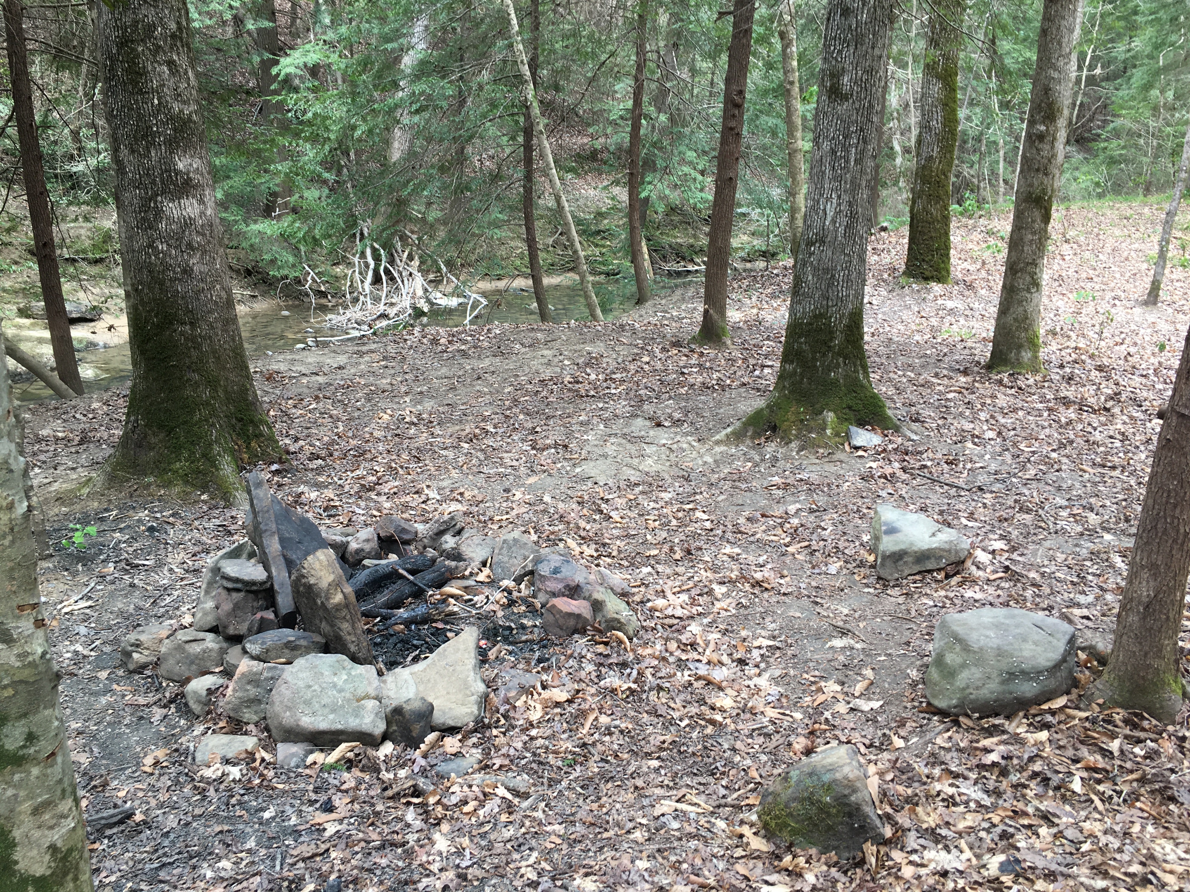 Camper submitted image from Sipsey Wilderness Backcountry Site (Trail 207 Site A) - 3