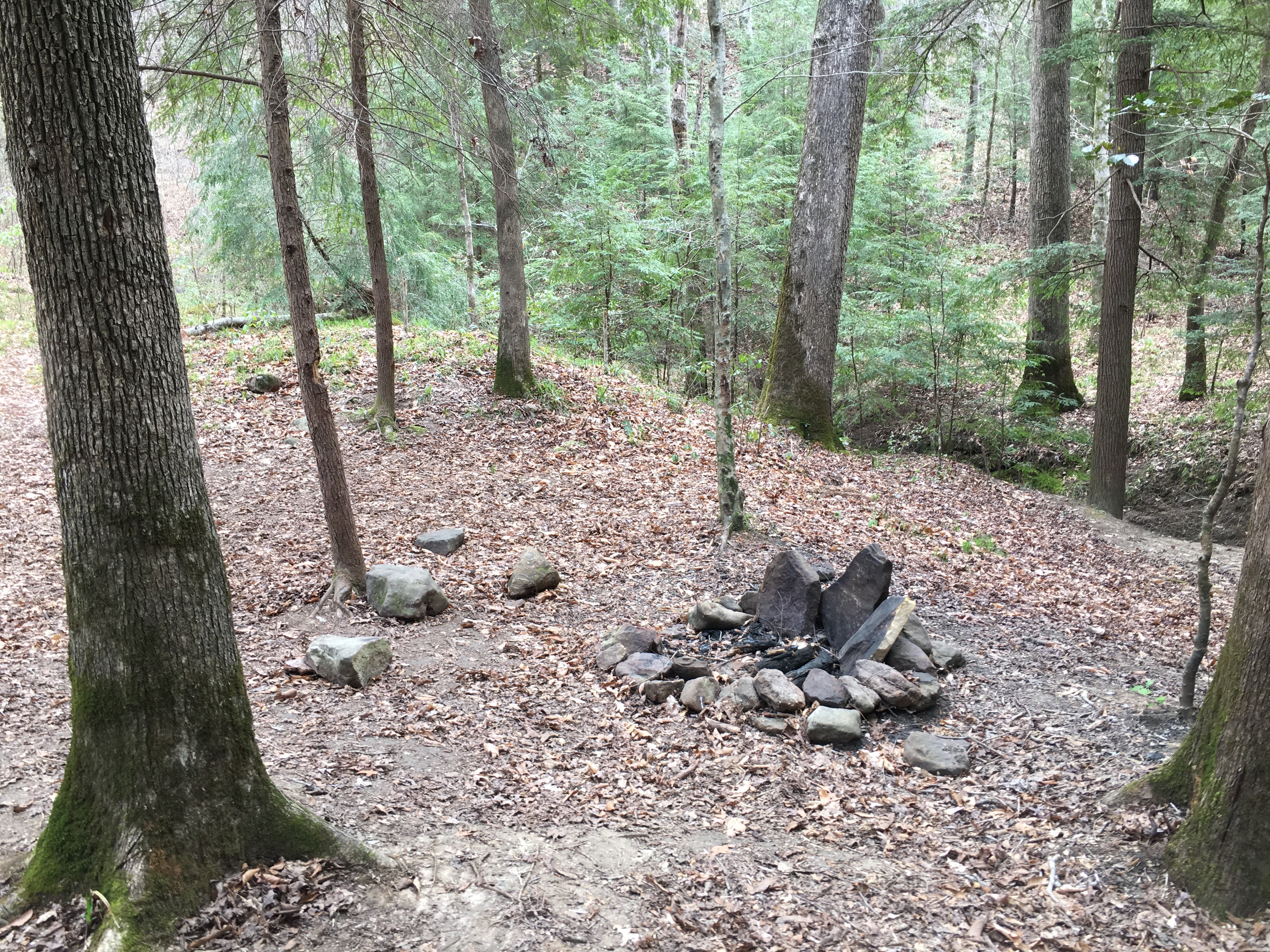 Camper submitted image from Sipsey Wilderness Backcountry Site (Trail 207 Site A) - 2