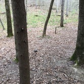 Review photo of Sipsey Wilderness Backcountry Site (Trail 207 Site A) by Asher K., May 23, 2019