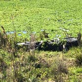 Review photo of Paynes Prairie Preserve State Park Campground by Sean B., May 23, 2019