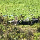 Review photo of Paynes Prairie Preserve State Park Campground by Sean B., May 23, 2019