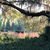 Review photo of Paynes Prairie Preserve State Park Campground by Sean B., May 23, 2019