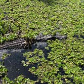 Review photo of Paynes Prairie Preserve State Park Campground by Sean B., May 23, 2019