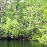 Review photo of Manatee Springs State Park Campground by Sean B., May 23, 2019