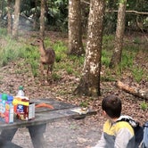 Review photo of Manatee Springs State Park Campground by Sean B., May 23, 2019