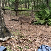 Review photo of Manatee Springs State Park Campground by Sean B., May 23, 2019