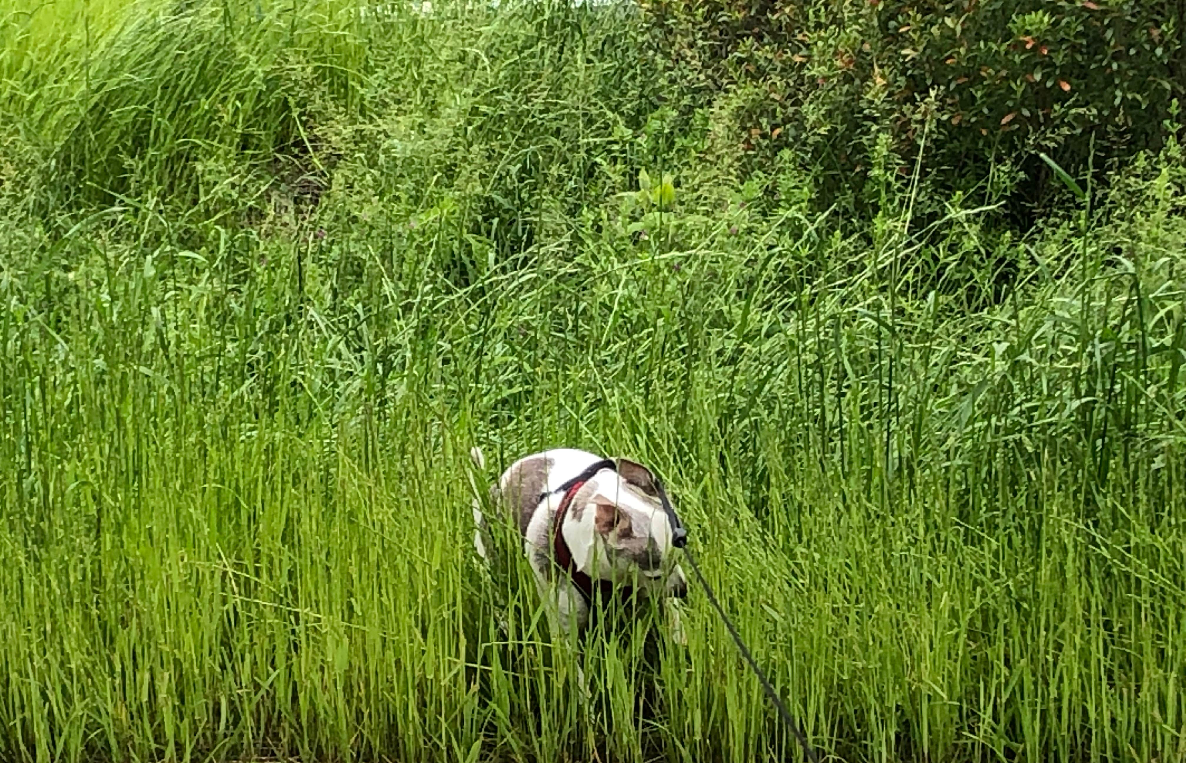 Ellen B.'s photo of camping with pets at Lums Pond State Park Campground near Elk Mills, MD