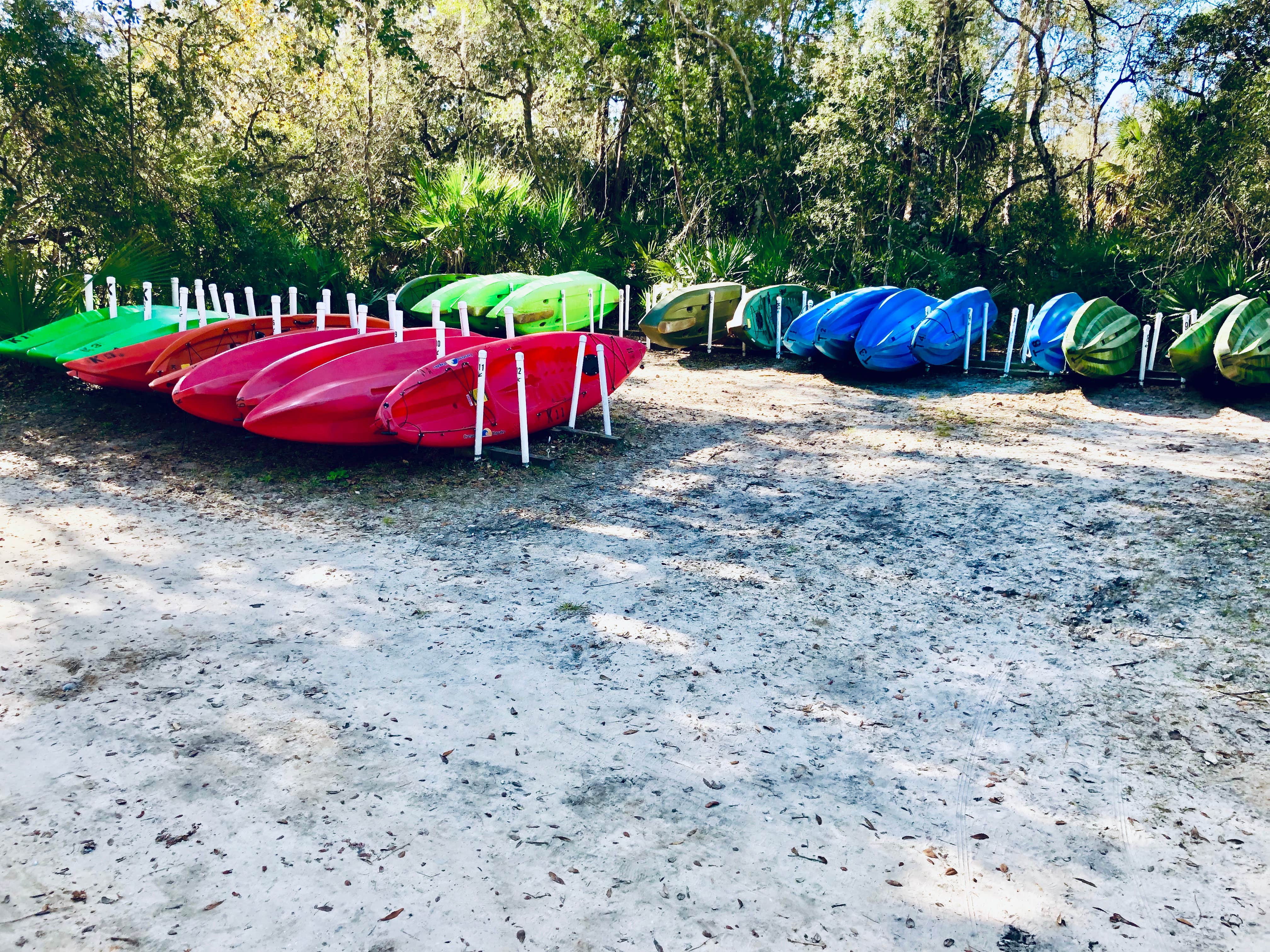 Camper submitted image from Juniper Springs Rec Area - Tropical Camp Area - 3