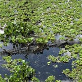 Review photo of Paynes Prairie Preserve State Park Campground by Jenn B., May 23, 2019