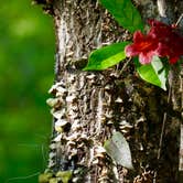 Review photo of Dogwood Campground — O'Leno State Park by Sean B., May 23, 2019