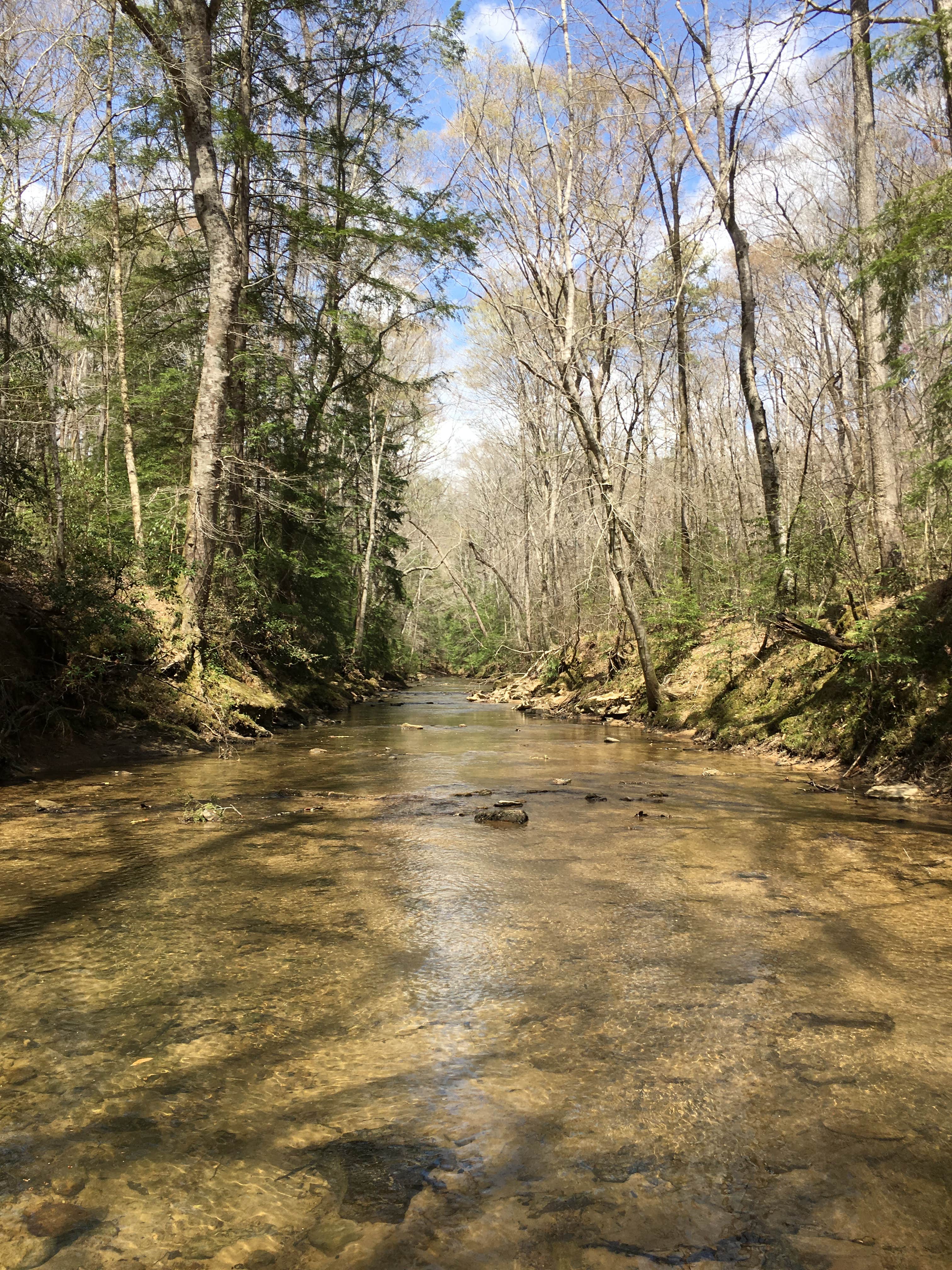 Camper submitted image from Sipsey Wilderness Backcountry Site (Trail 207 Site B) - 3