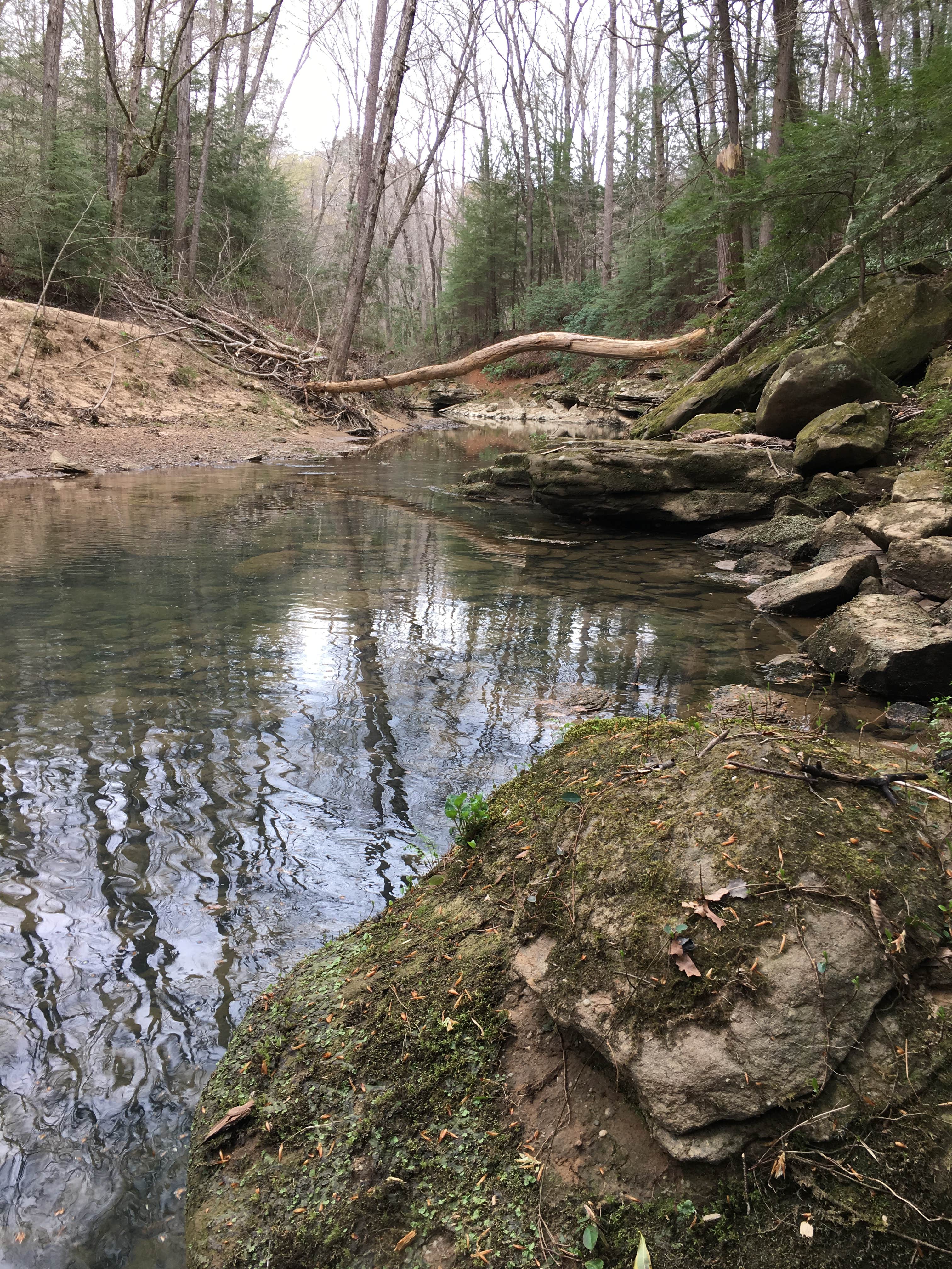 Camper-submitted photo at Sipsey Wilderness Backcountry Site (Trail 207 Site B) near Warrior, AL