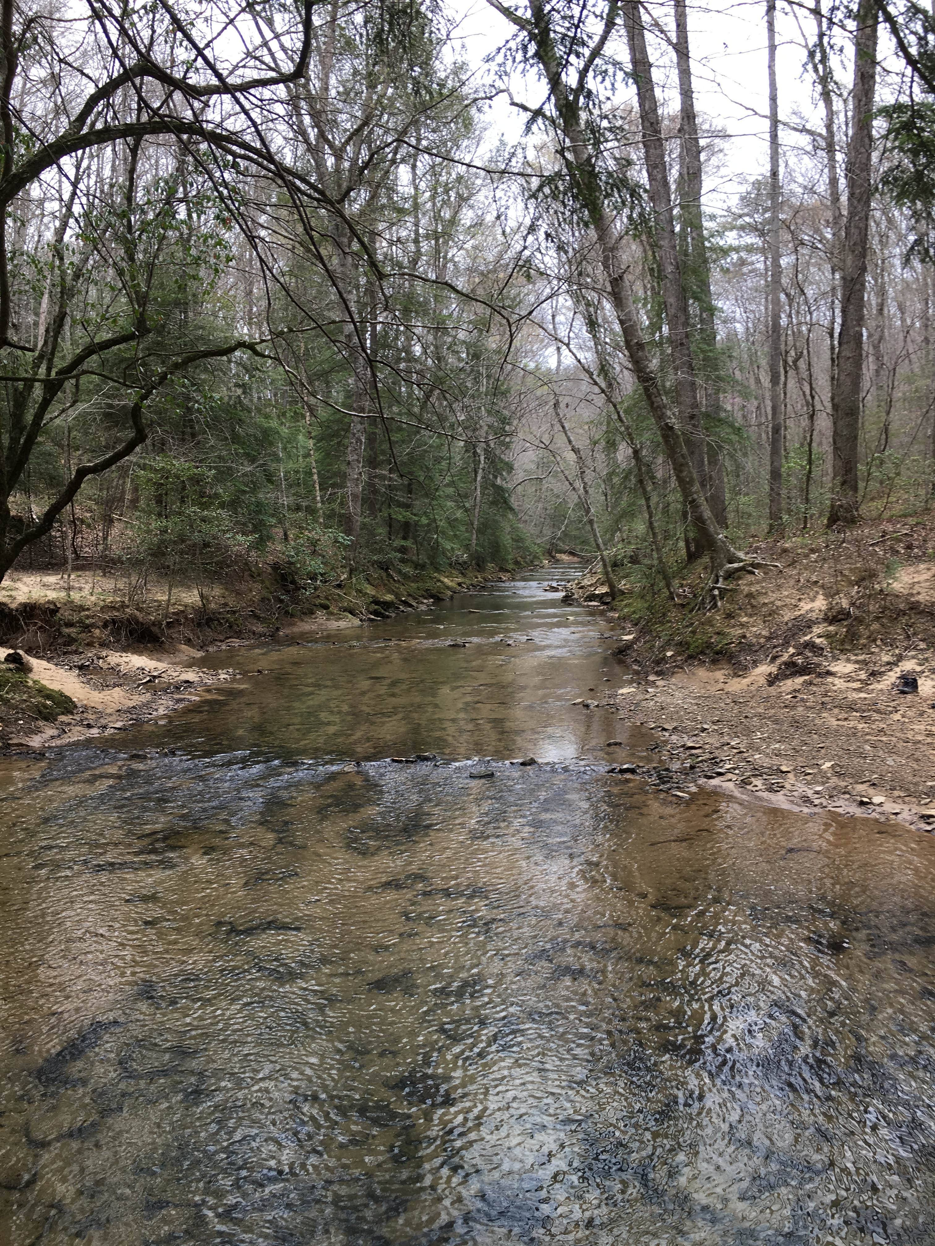 Camper-submitted photo at Sipsey Wilderness Backcountry Site (Trail 207 Site B) near Warrior, AL