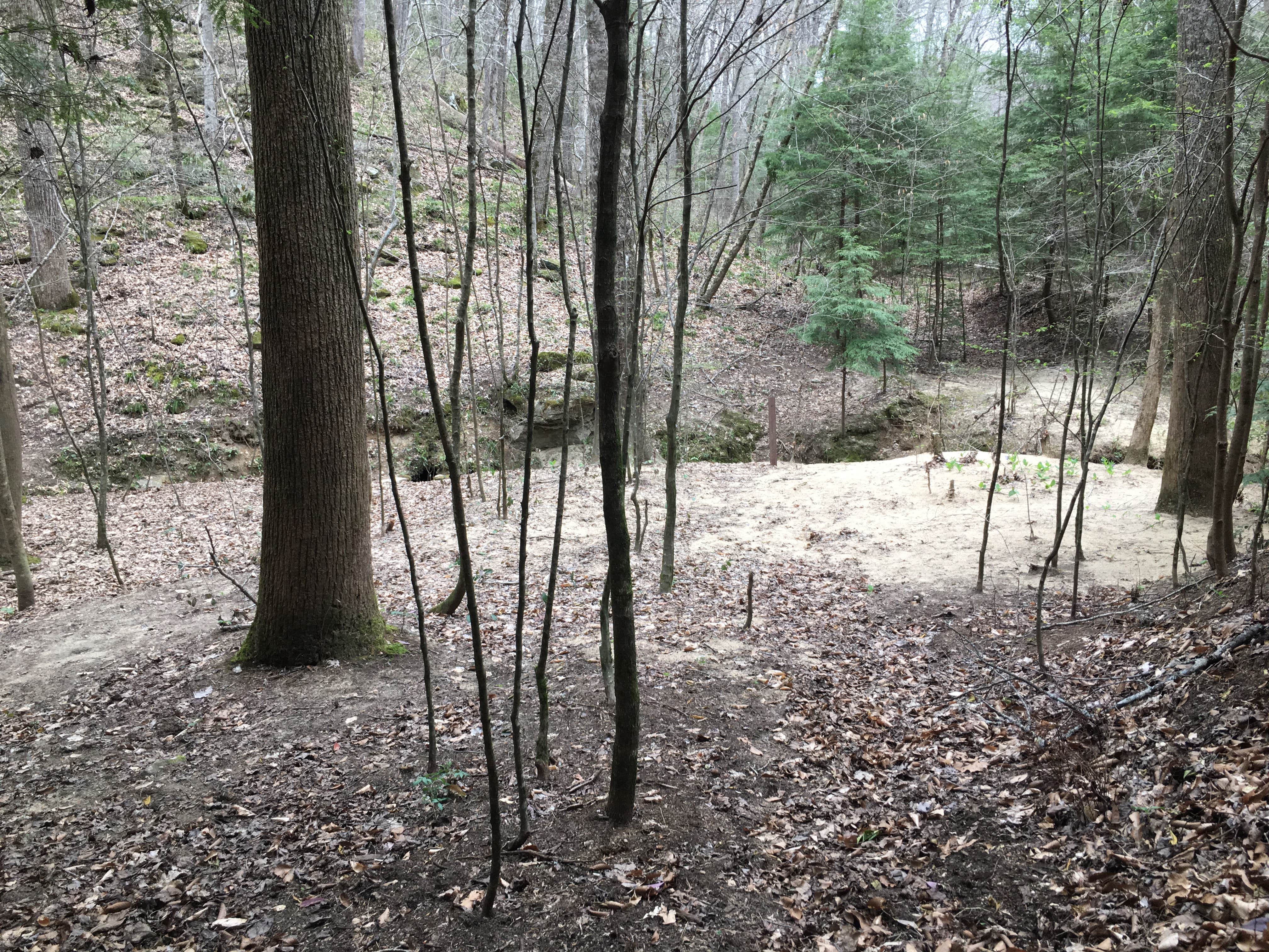 Camper-submitted photo at Sipsey Wilderness Backcountry Site (Trail 207 Site B) near Warrior, AL