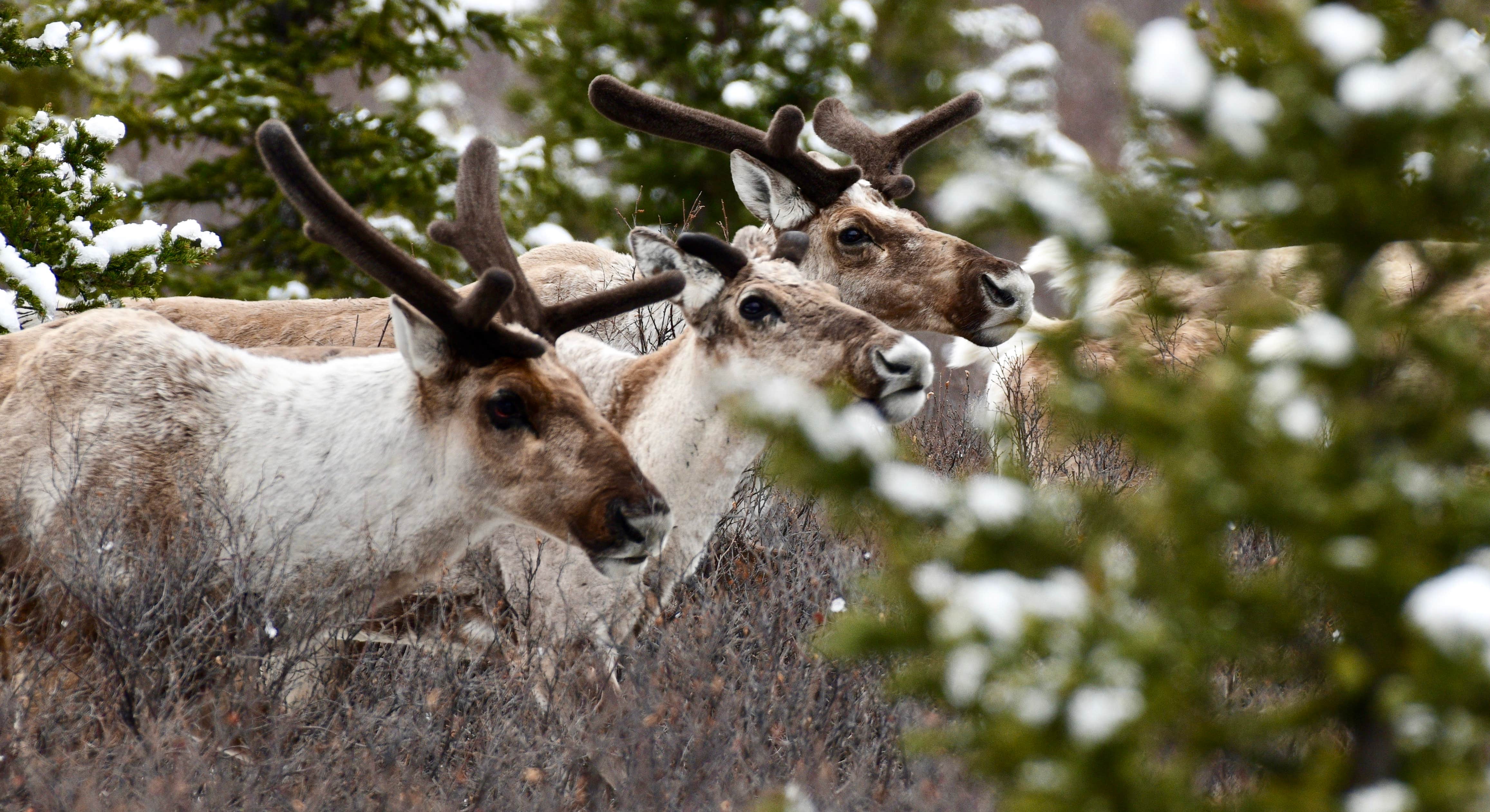 Group of Caribou Grazing Near Riley Creek Campground Denali National Park