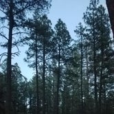 Review photo of Apache National Forest Luna Lake Campground by Nansi O., May 23, 2019